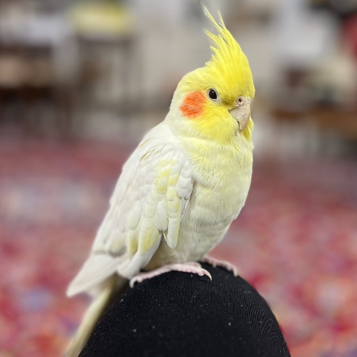 گندم